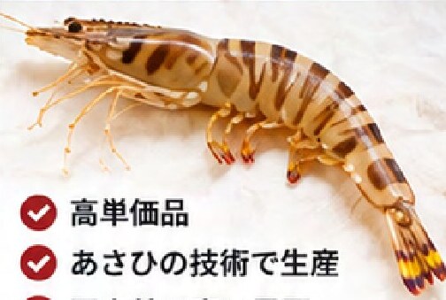 車海老
