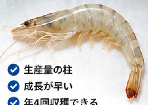 バナメイエビ